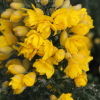Ulex europaeus 'Flore Pleno'